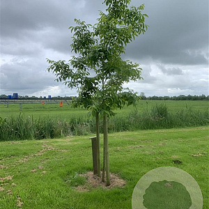 Carya illinoin. 'Western Schley' 150-175 cm cont. 130L