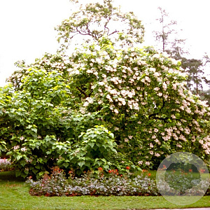 Catalpa bignonioides 8-10 HO wortelgoed