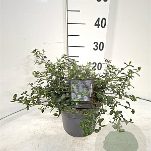 Ceanothus thyrsiflorus repens 30-40 cm 3,0L