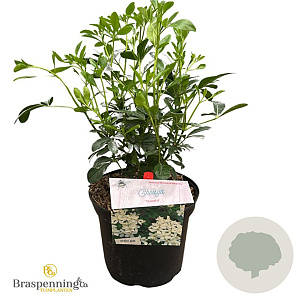 Choisya ternata 25-30 cm 3,5L