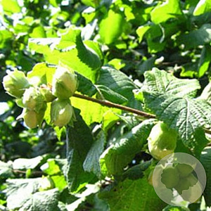 Corylus avellana 'Lange Spaanse' 90-120 cm wortelgoed 3-5 tak