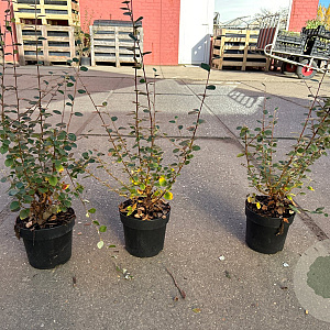 Cotoneaster franchetii GM C1.3