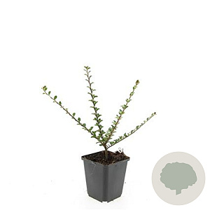 Cotoneaster horizontalis GM P9