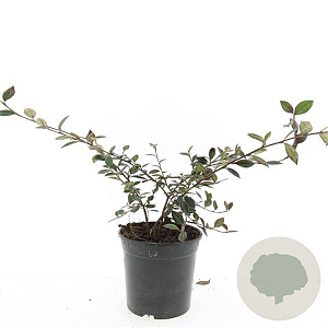 Cotoneaster lacteus GM C1.3