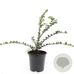 Cotoneaster nanshan 'Boer' GM C1.3