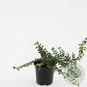 Cotoneaster radicans 'Rami' GM C1.3