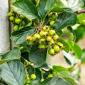 Crataegus persimilis 'Splendens' 6-8 HO wortelgoed