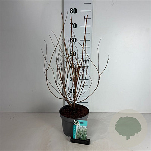 Deutzia scabra 'Plena' 50-60 cm 35L