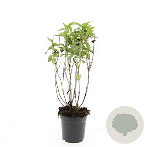 Diervilla lonicera 'Dilon' GM C1.3