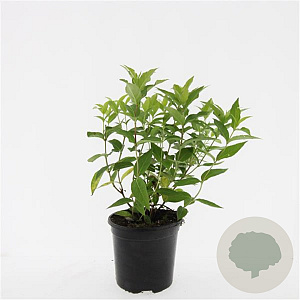 Diervilla lonicera 'Dilon' GM C1.3