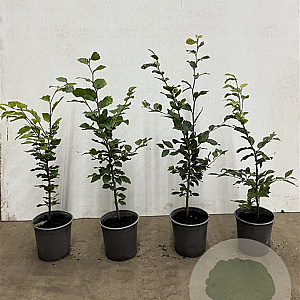 Fagus sylvatica 60-80 cm 2,5L