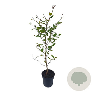 Fagus sylvatica 60-80 cm 2,5L