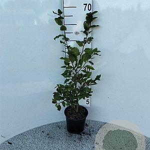 Fagus sylvatica 60-80 cm 2,5L