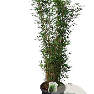 Fargesia 'Jiuzhaigou 1' 125-150 cm 15L