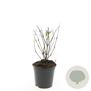 Fuchsia 'Madame Cornelissen' GM C1.3