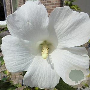 Hibiscus syr. 'Totus Albus' GM 2,0L