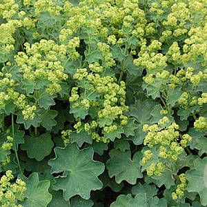 Alchemilla mollis GM P9