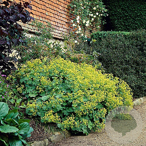 Alchemilla mollis GM P9