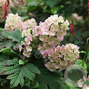 Hydrangea querc. 'Black Porch' 30-40 cm container C2,5