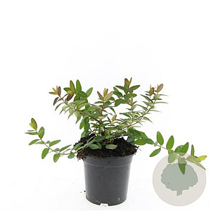 Hypericum dummeri 'Peter Dummer' GM C1.3