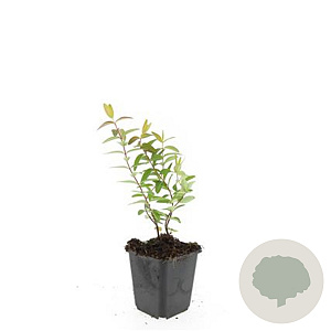 Hypericum 'Hidcote' GM P9