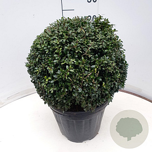 Ilex crenata 'Stokes' 35 cm 10L bol