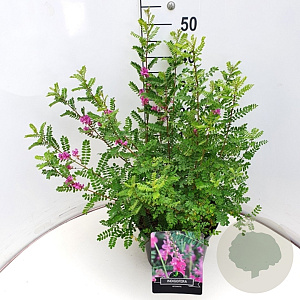 Indigofera heterantha 60-80 cm 10L