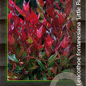 Leucothoe 'Little Flames' 25-30 cm 2,0L