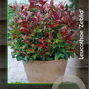 Leucothoe 'Zeblid' 30-40 cm 2,0L