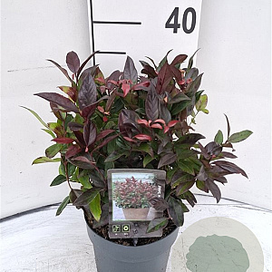 Leucothoe 'Zeblid' 30-40 cm 2,0L