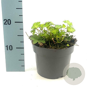 Geranium cant. 'Biokovo' GM 2,0L