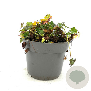 Geranium cant. 'Biokovo' GM 2,0L