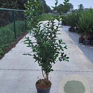 Ligustrum ovalifolium 125-150 cm 10L