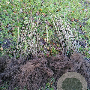 Ligustrum vulgare 60-100 cm wortelgoed