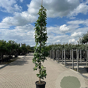 Liquidambar s. 'SlenderSilhouette' 8-10 HO container geveerd