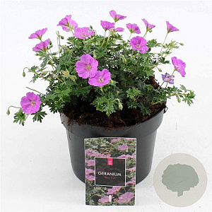 Geranium sang. 'Max Frei' GM 2,0L