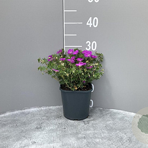 Geranium sang. 'Max Frei' GM 2,0L