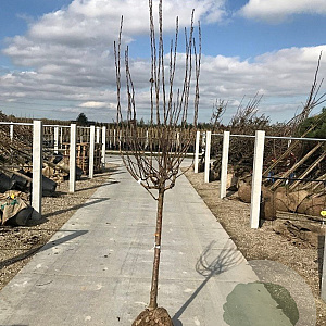 Mespilus germanica 12-14 HA container