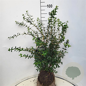 Osmanthus burkwoodii 60-80 cm met kluit