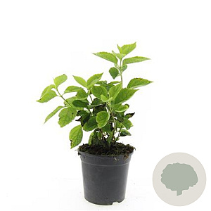 Philadelphus coronarius GM C1.3