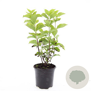 Philadelphus coronarius GM C1.3