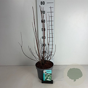 Philadelphus 'Lemoinei' 50-60 cm 35L