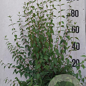 Philadelphus 'Lemoinei' 80-100 cm 10L