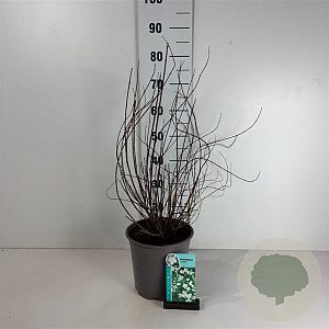 Philadelphus 'Lemoinei' 60-80 cm cont. 65L