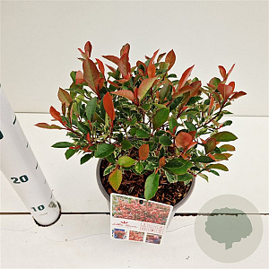 Photinia fraseri 'Little Fenna' 20-30 cm 2,5L
