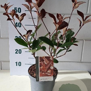 Photinia fraseri 'Red Robin' 30-40 cm 3,0L