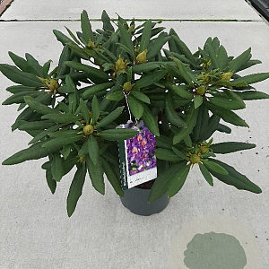 Rhododendron 'Marcel Menard' 30-40 cm 5,0L