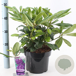 Rhododendron 'Marcel Menard' 30-40 cm 5,0L
