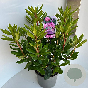Rhododendron 'Roseum Elegans' 30-40 cm 5,0L