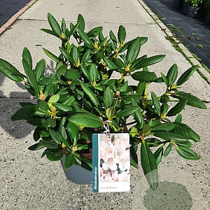 Rhododendron 'Virginia Richards' 30-40 cm 5,0L